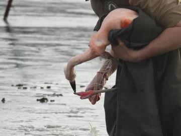 Rescate en Lago Roca: liberaron a un flamenco atrapado en una línea de tanza Rescate en Lago Roca: liberaron a un flamenco atrapado en una línea de tanza