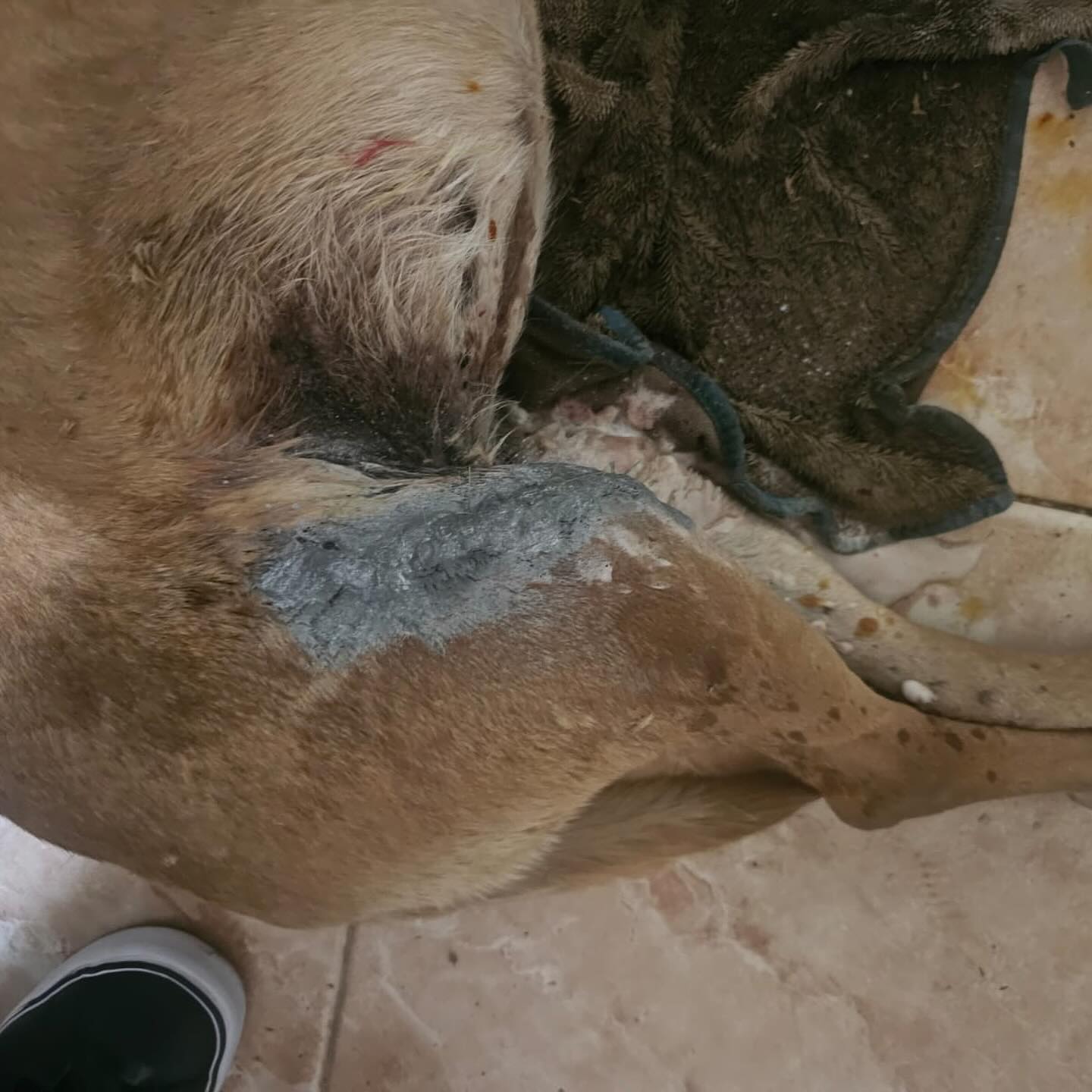  Estuvo varios días sufriendo hasta que una vecina pidió ayuda en redes sociales.