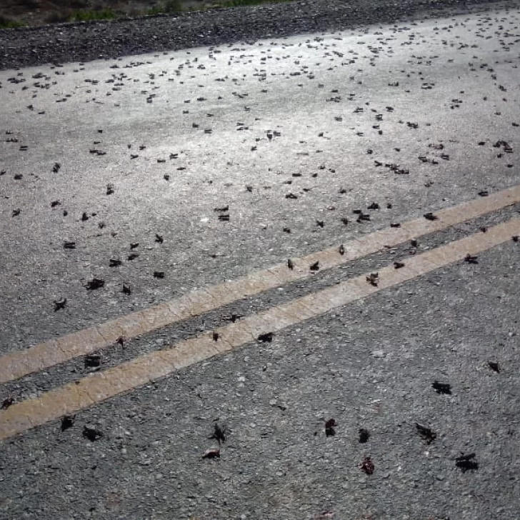 Reapareció la tucura en la meseta de Chubut y generó alarma en especialistas agropecuarios