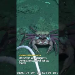 Las especies más impactantes captadas por el Conicet en las profundidades del océano