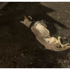 Perros golpeados y abandonados: “Hay una ola de violencia generalizada que preocupa” 