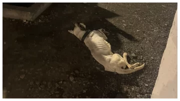 Perros golpeados y abandonados: “Hay una ola de violencia generalizada que preocupa” Perros golpeados y abandonados: “Hay una ola de violencia generalizada que preocupa”