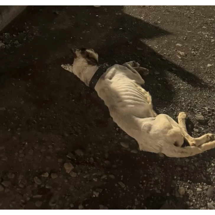 Perros golpeados y abandonados: “Hay una ola de violencia generalizada que preocupa” Perros golpeados y abandonados: “Hay una ola de violencia generalizada que preocupa”