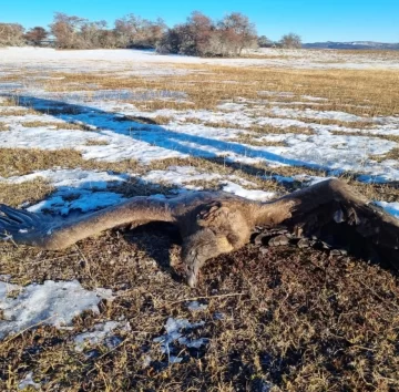 Cóndor juvenil se electrocutó con un cable de alta tensión: ya son 49 los casos fatales Cóndor juvenil se electrocutó con un cable de alta tensión: ya son 49 los casos fatales