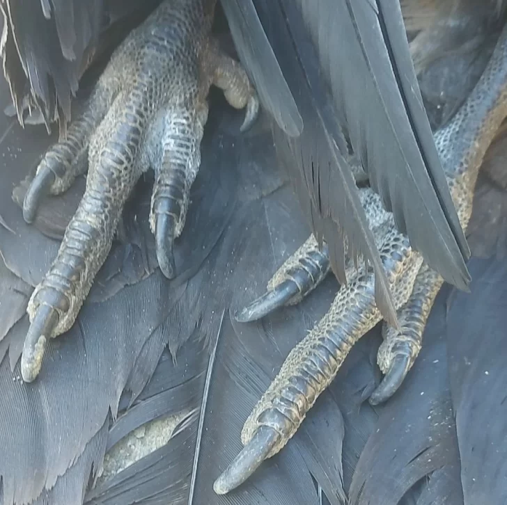  Las pezuñas del ave se encontraban quemadas. (Foto: 