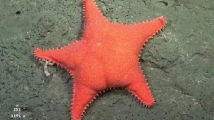 De Argentina al mundo: la “estrella culona” del CONICET llegó a The New York Times