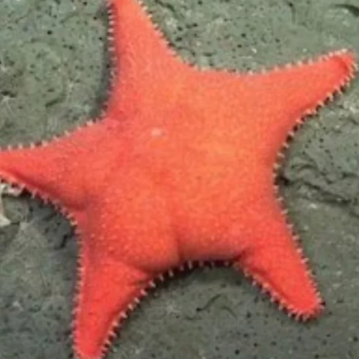 De Argentina al mundo: la “estrella culona” del CONICET llegó a The New York Times