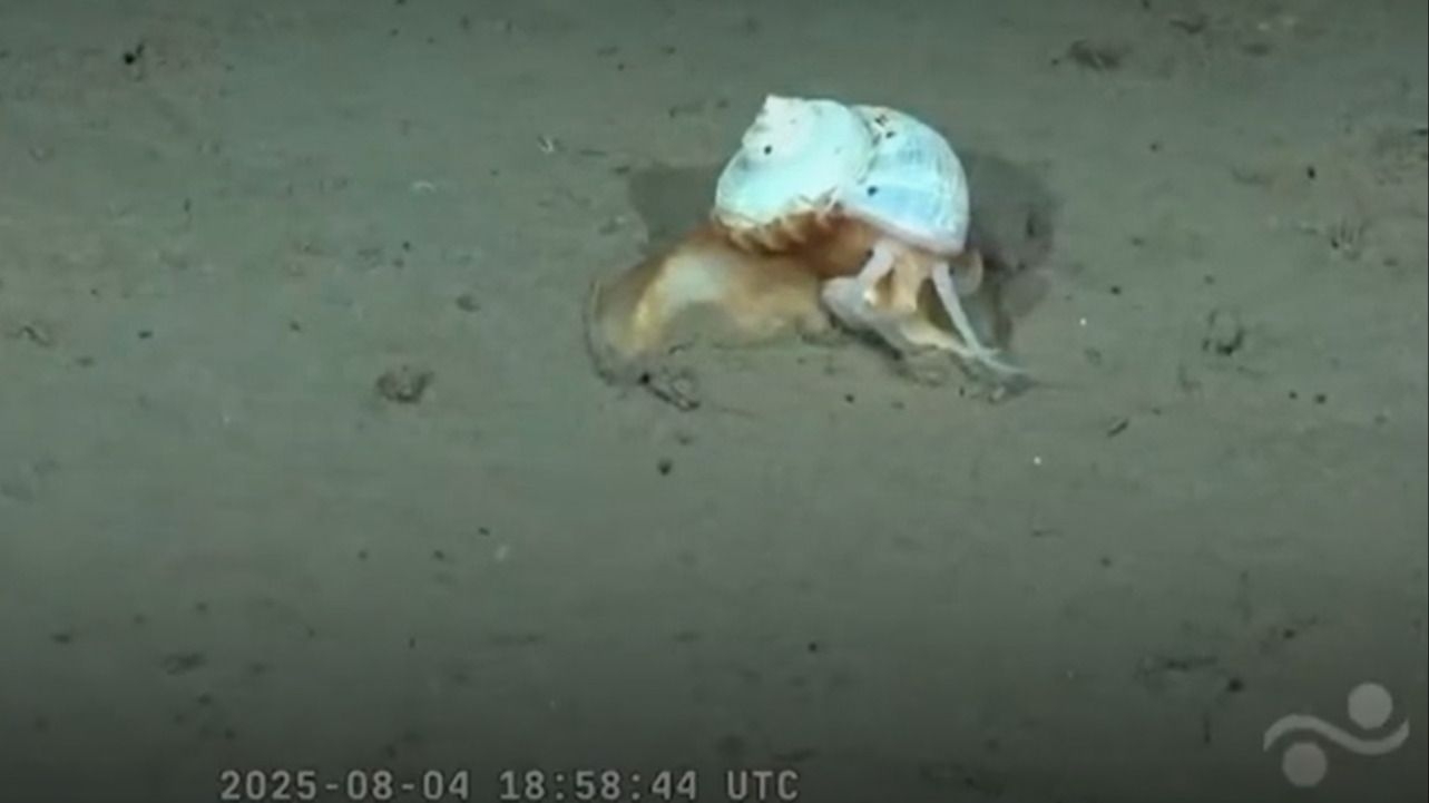  El caracol hallado por el Conicet a 3.600 metros.