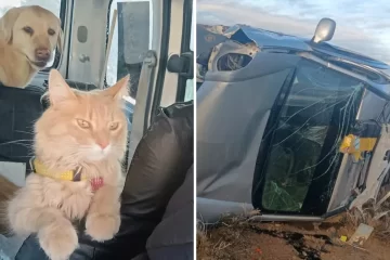 Se salvaron tras un fuerte vuelco, pero perdieron a su gato: piden ayuda para encontrarlo