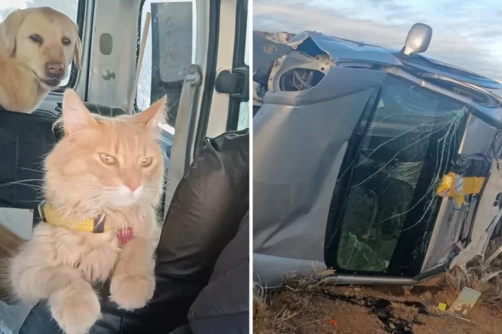 Se salvaron tras un fuerte vuelco, pero perdieron a su gato: piden ayuda para encontrarlo