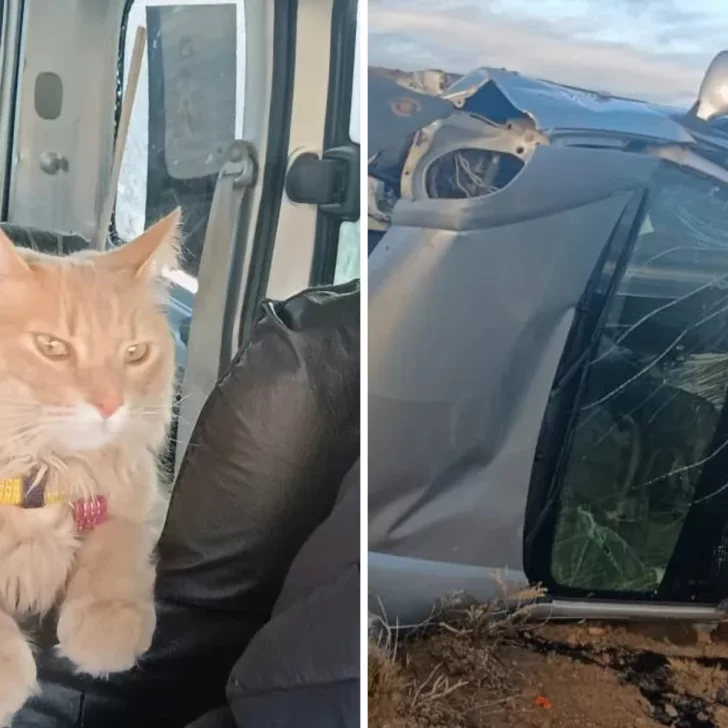 Se salvaron tras un fuerte vuelco, pero perdieron a su gato: piden ayuda para encontrarlo