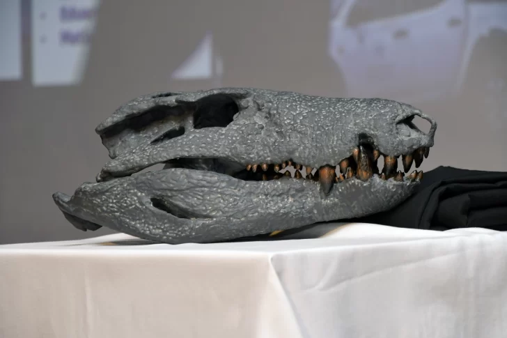  La cabeza del Kostensuchus atrox, de 50 centímetros, en una reproducción realizada en plástico de los restos fósiles. Foto: José Silva/La Opinión Austral