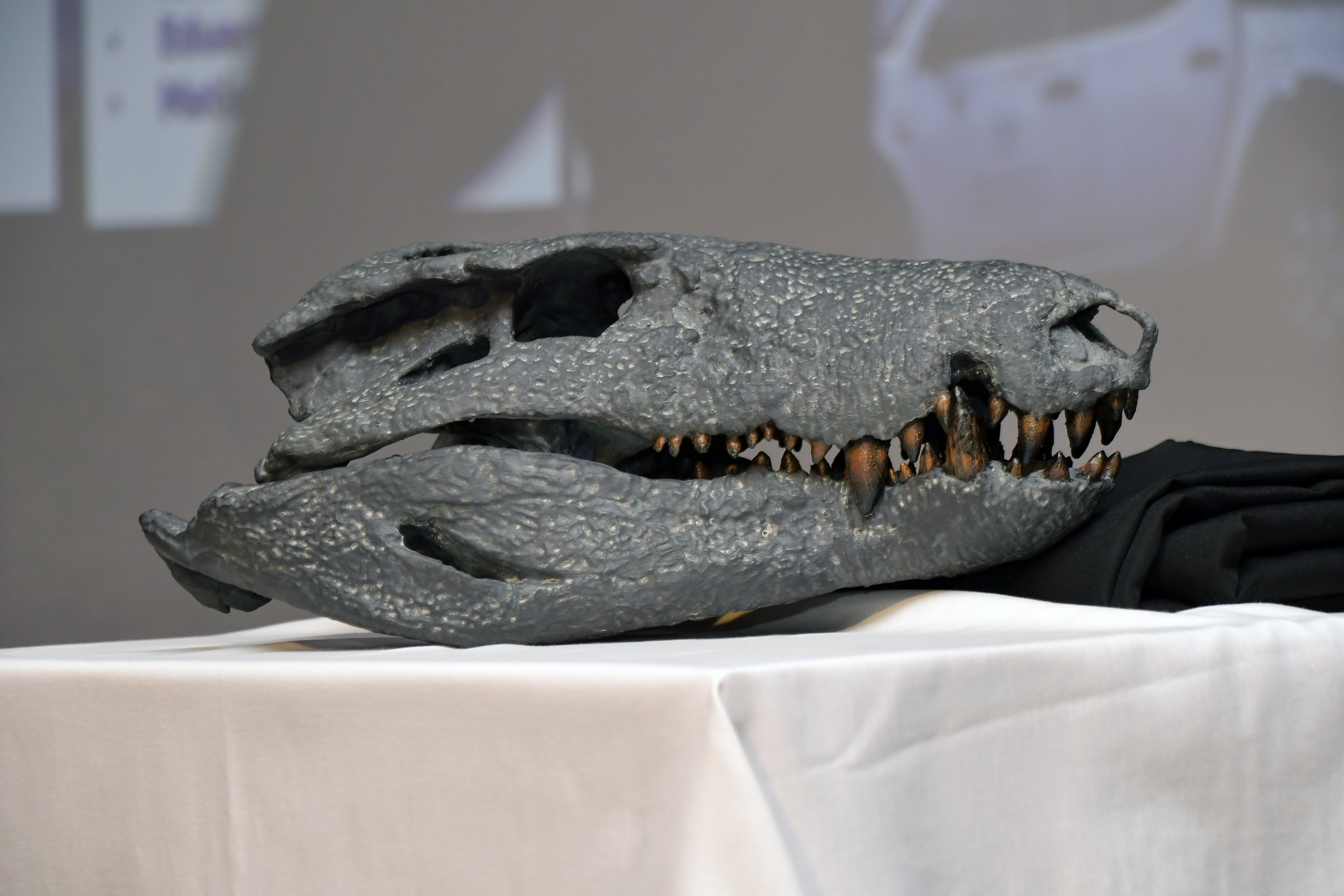  La cabeza del Kostensuchus atrox, de 50 centímetros, en una reproducción realizada en plástico de los restos fósiles. Foto: José Silva/La Opinión Austral