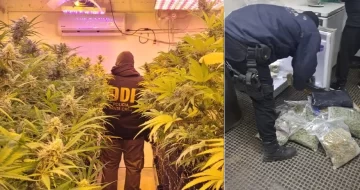 Cómo sigue la causa del laboratorio de marihuana en Río Gallegos: se excusó el juez federal Claudio Vázquez Cómo sigue la causa del laboratorio de marihuana en Río Gallegos: se excusó el juez federal Claudio Vázquez