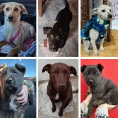 Hubo 10 adopciones de perros y gatos en 15 días: “Es un amor único y para toda la vida”