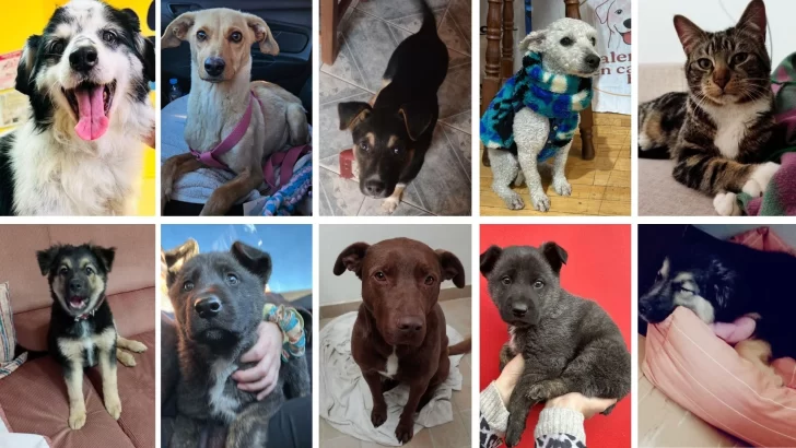Hubo 10 adopciones de perros y gatos en 15 días: “Es un amor único y para toda la vida”