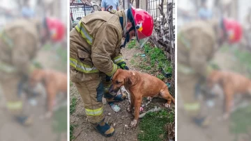 Bomberos rescataron a un perro que había quedado atrapado en alambrado Bomberos rescataron a un perro que había quedado atrapado en alambrado