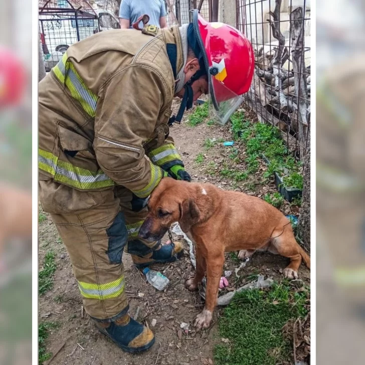 Bomberos rescataron a un perro que había quedado atrapado en alambrado Bomberos rescataron a un perro que había quedado atrapado en alambrado