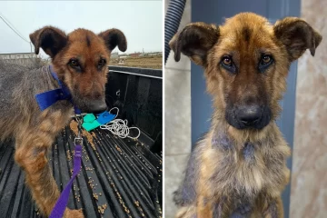 Roque, el perro rescatado del abandono total en Río Gallegos, se recupera: “Recibió el primer baño de su vida” Roque, el perro rescatado del abandono total en Río Gallegos, se recupera: “Recibió el primer baño de su vida”
