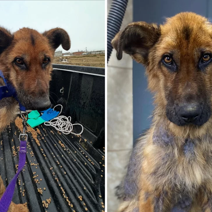 Roque, el perro rescatado del abandono total en Río Gallegos, se recupera: “Recibió el primer baño de su vida” Roque, el perro rescatado del abandono total en Río Gallegos, se recupera: “Recibió el primer baño de su vida”