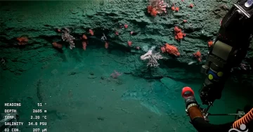 Conicet terminó su expedición en Mar del Plata y estrenará streaming desde la Patagonia