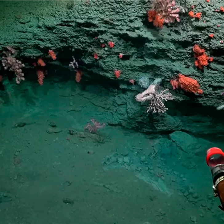 Conicet terminó su expedición en Mar del Plata y estrenará streaming desde la Patagonia