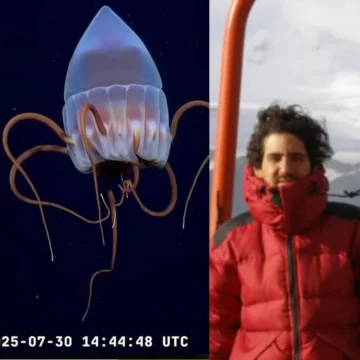 Un patagónico en las profundidades del Atlántico: ciencia argentina a casi 4.000 metros bajo el mar Un patagónico en las profundidades del Atlántico: ciencia argentina a casi 4.000 metros bajo el mar