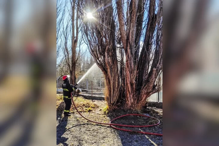Fuego sobre basura se propagó a un árbol y pastizales, pero fue contenido a tiempo por bomberos