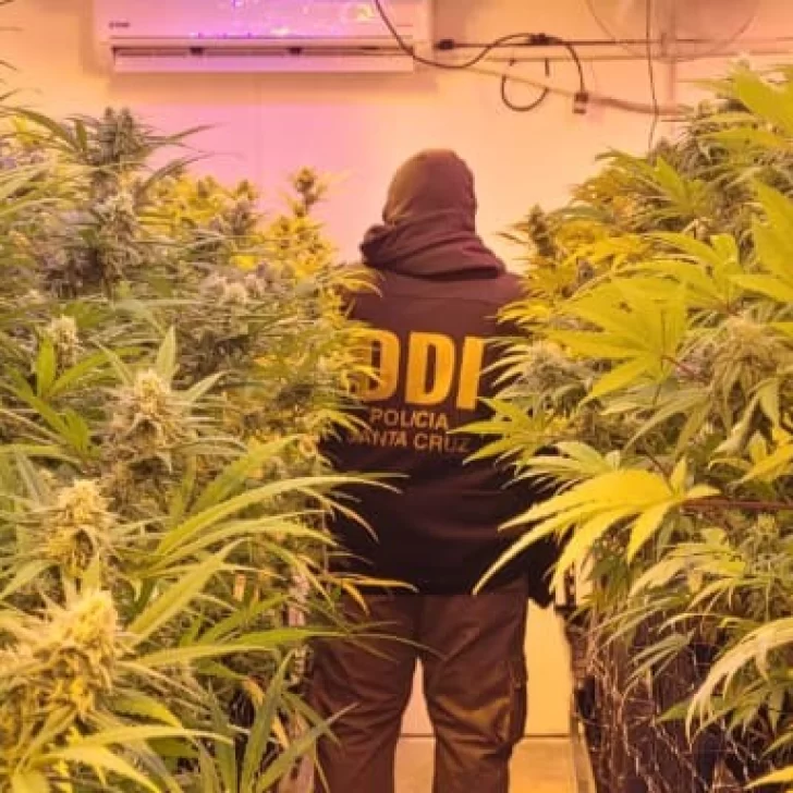 Video. Hallaron un complejo laboratorio de marihuana en Río Gallegos y buscan establecer si podía operar Video. Hallaron un complejo laboratorio de marihuana en Río Gallegos y buscan establecer si podía operar