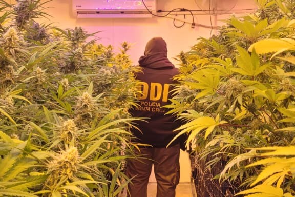  Un agente de la DDI rodeado de plantas. (FOTO: POLICÍA SANTA CRUZ)