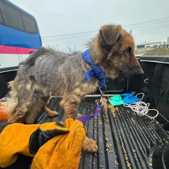 Perro rescatado del abandono total recibe una segunda oportunidad en pleno Día de San Roque