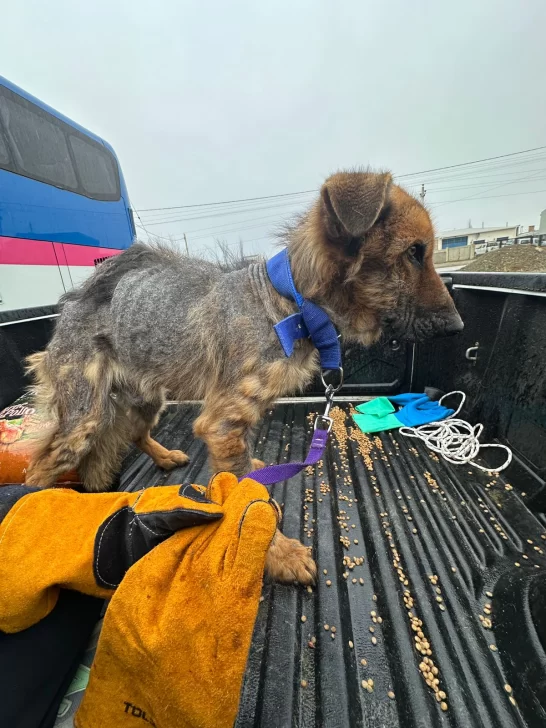 Perro rescatado del abandono total recibe una segunda oportunidad en pleno Día de San Roque