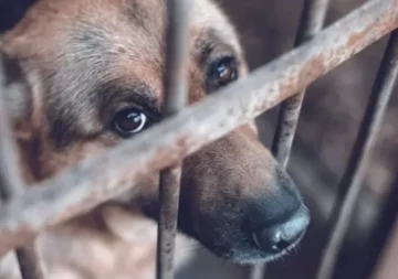 La Justicia ordenó el rescate de una perra en estado crítico tras la denuncia de un vecino La Justicia ordenó el rescate de una perra en estado crítico tras la denuncia de un vecino