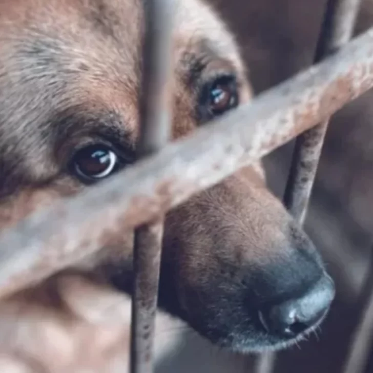 La Justicia ordenó el rescate de una perra en estado crítico tras la denuncia de un vecino La Justicia ordenó el rescate de una perra en estado crítico tras la denuncia de un vecino