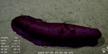 “Batatita”: el curioso pepino que captó el CONICET en las profundidades del mar “Batatita”: el curioso pepino que captó el CONICET en las profundidades del mar