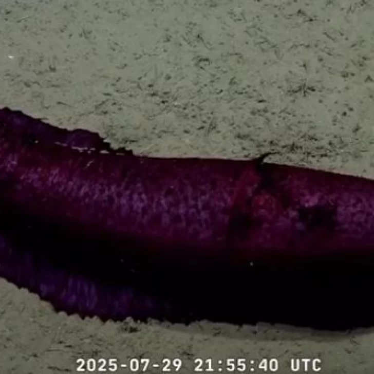 “Batatita”: el curioso pepino que captó el CONICET en las profundidades del mar “Batatita”: el curioso pepino que captó el CONICET en las profundidades del mar