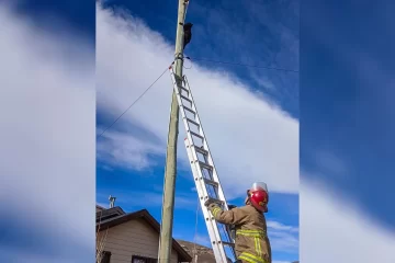 Bomberos de El Calafate rescataron a un gatito atrapado en un poste eléctrico Bomberos de El Calafate rescataron a un gatito atrapado en un poste eléctrico