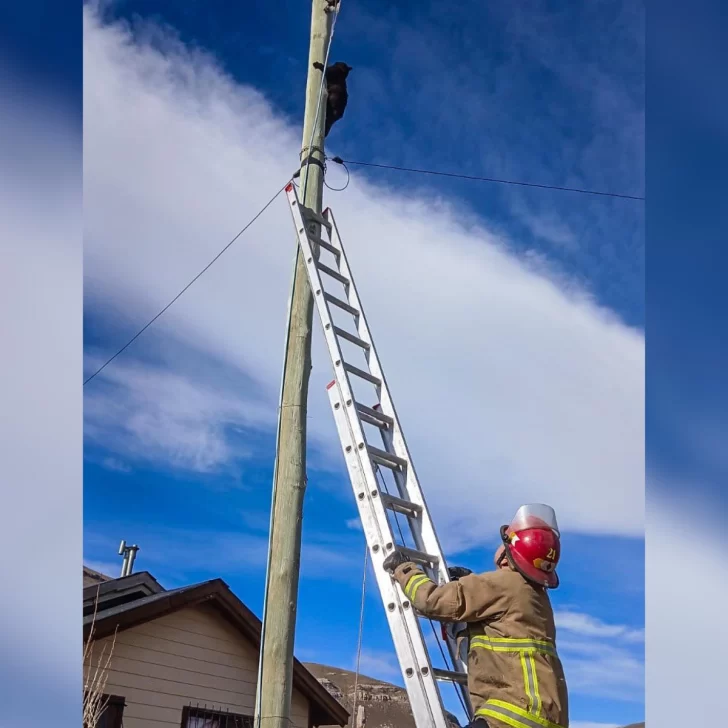 Bomberos de El Calafate rescataron a un gatito atrapado en un poste eléctrico Bomberos de El Calafate rescataron a un gatito atrapado en un poste eléctrico