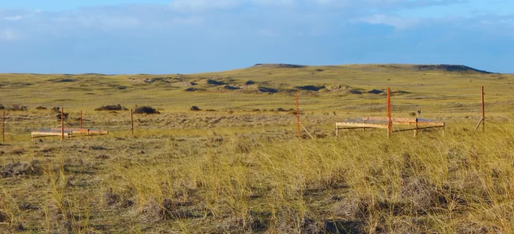  Investigaron cómo, bacterias, hongos y virus son indicadores de la salud biológica del suelo.