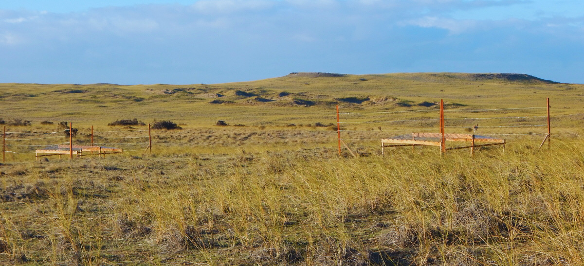  Investigaron cómo, bacterias, hongos y virus son indicadores de la salud biológica del suelo.