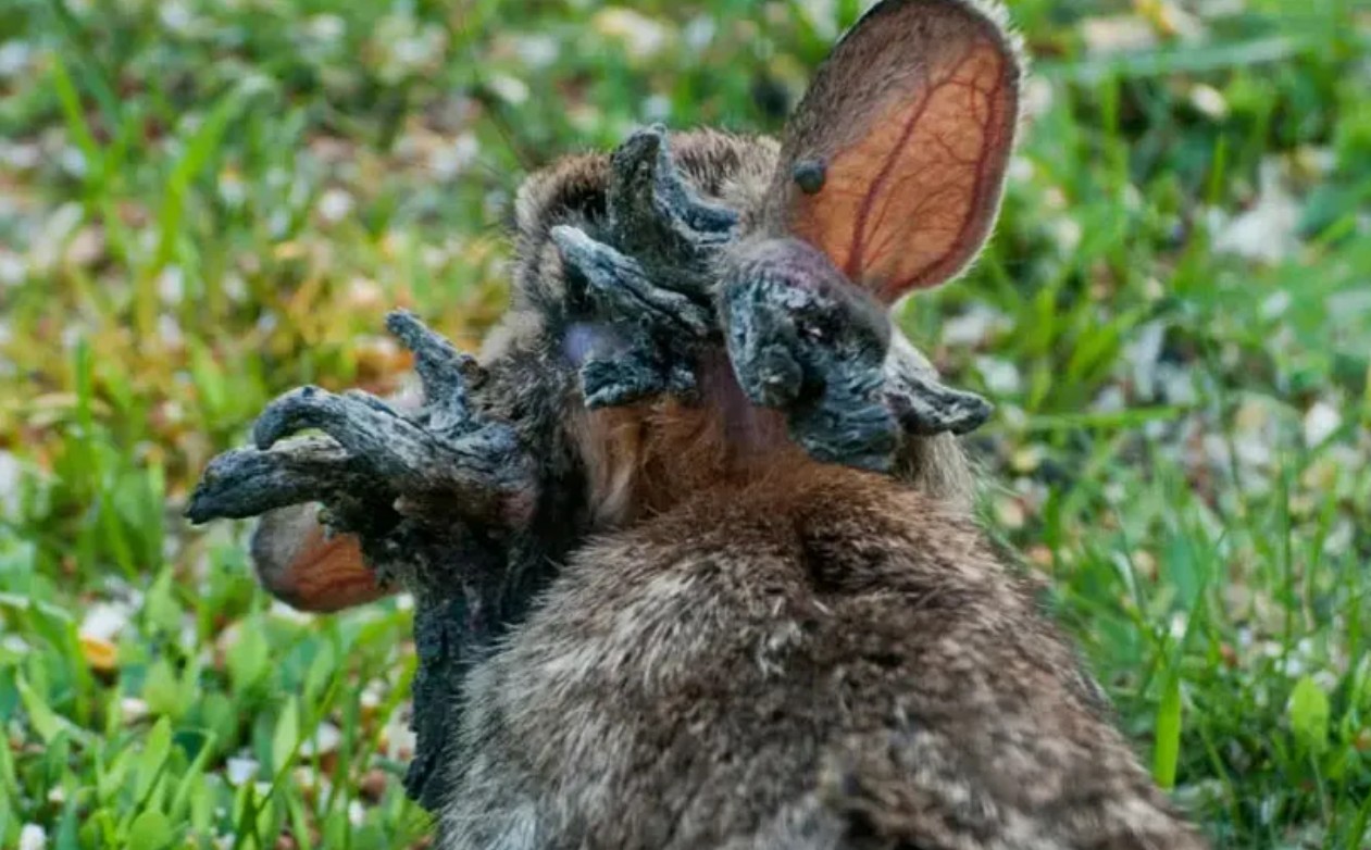 “Conejos The Las of Us”: la extraña enfermedad que causa pánico en Estados Unidos