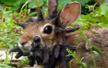 “Conejos The Las of Us”: la extraña enfermedad que causa pánico en Estados Unidos “Conejos The Las of Us”: la extraña enfermedad que causa pánico en Estados Unidos