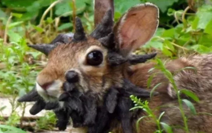 “Conejos The Las of Us”: la extraña enfermedad que causa pánico en Estados Unidos