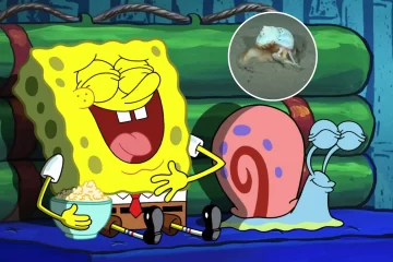 Después de Patricio Estrella, el CONICET encontró a Gary en el Mar Argentino Después de Patricio Estrella, el CONICET encontró a Gary en el Mar Argentino