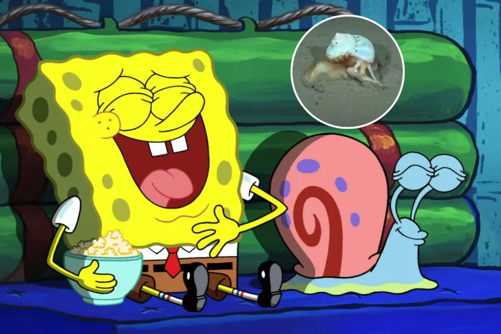 Después de Patricio Estrella, el CONICET encontró a Gary en el Mar Argentino