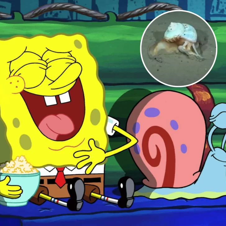 Después de Patricio Estrella, el CONICET encontró a Gary en el Mar Argentino Después de Patricio Estrella, el CONICET encontró a Gary en el Mar Argentino