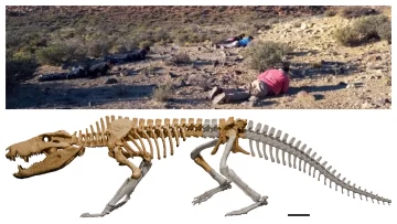 Presentan nuevo hallazgo paleontológico en Río Gallegos Presentan nuevo hallazgo paleontológico en Río Gallegos