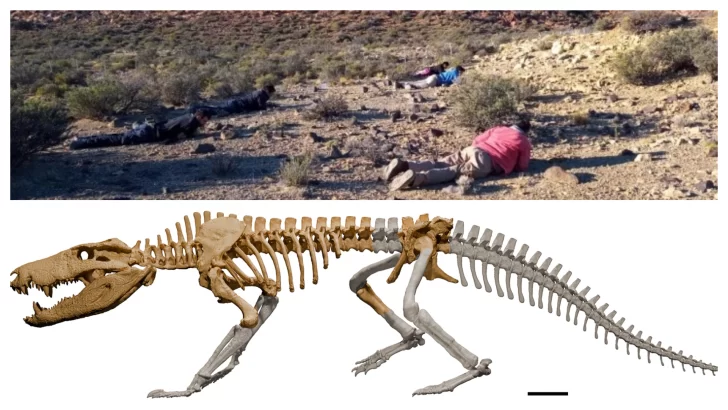 Presentan nuevo hallazgo paleontológico en Río Gallegos