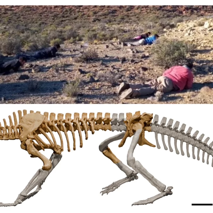 Presentan nuevo hallazgo paleontológico en Río Gallegos Presentan nuevo hallazgo paleontológico en Río Gallegos