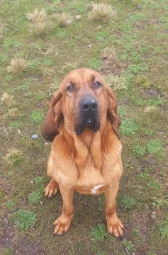 Conmovedora despedida a Odín, el perro policía de Río Gallegos: “Honor y gratitud por su noble servicio” Conmovedora despedida a Odín, el perro policía de Río Gallegos: “Honor y gratitud por su noble servicio”